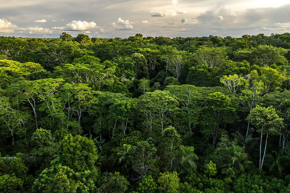 Riforestazione aziendale con zeroCO2